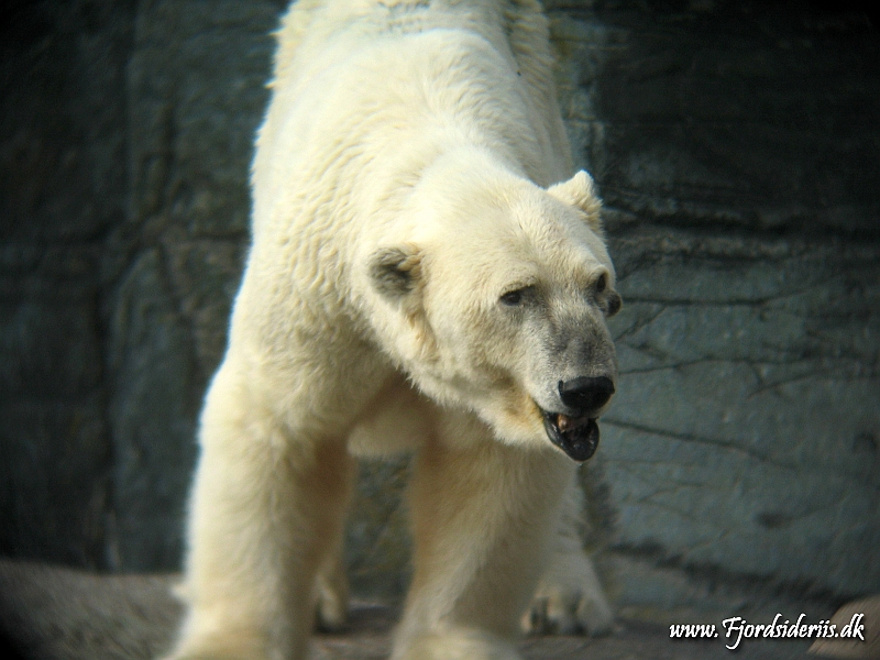 KBH zoo 190703 483.JPG